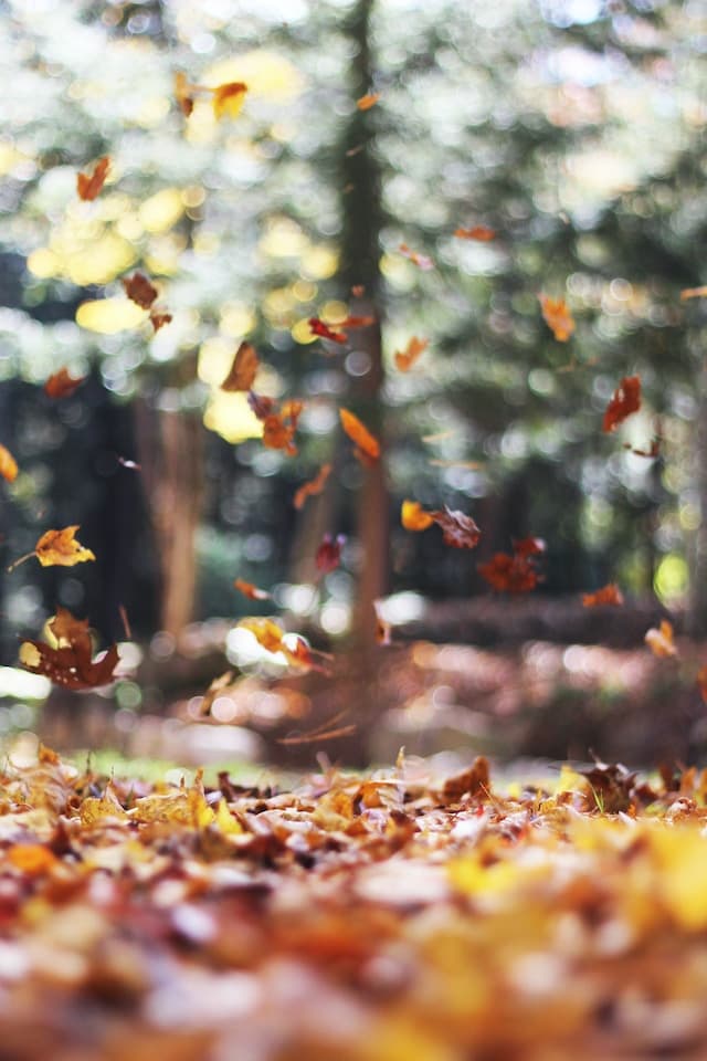 Autumn Trail - in Burrows Playing Field