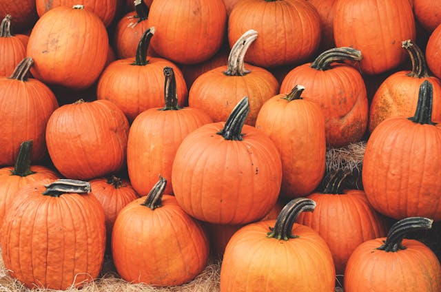 PYO Pumpkins at Primrose Vale