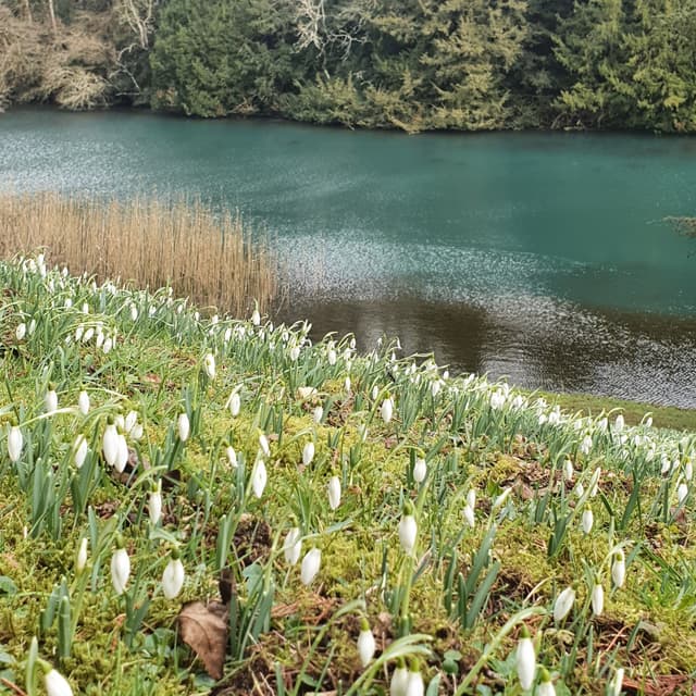 Snowdrop Open Days at Colesbourne Park